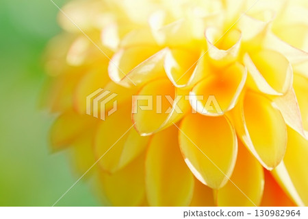 Yellow dahlia Yellow dahlia 130982964
