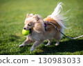 Pomeranian playing with a dog run 130983033