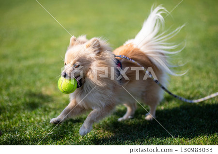 博美犬玩狗跑 博美犬玩狗跑 130983033