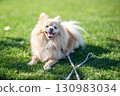 Pomeranian playing with a dog run 130983034