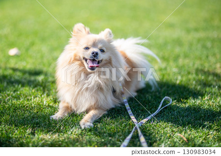 Pomeranian playing with a dog run Pomeranian playing with a dog run 130983034