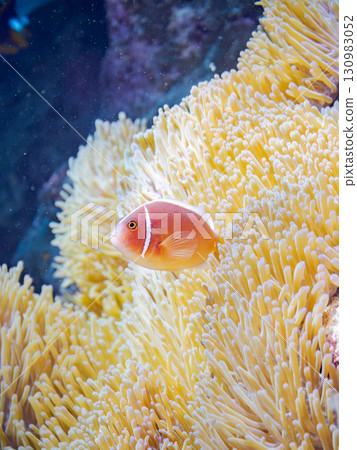 美麗的珊瑚礁,美麗的海葵和可愛的粉紅色小丑魚。美麗的珊瑚礁,還有一群熱帶魚。 美麗的珊瑚礁,美麗的海葵和可愛的粉紅色小丑魚。美麗的珊瑚礁,還有一群熱帶魚。 130983052