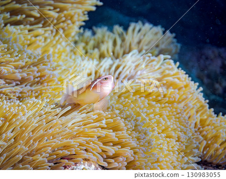 Beautiful coral reef with beautiful sea anemones and cute pink anemonefish. Beautiful coral reef with a school of tropical fish. Beautiful coral reef with beautiful sea anemones and cute pink anemonefish. Beautiful coral reef with a school of tropical fish. 130983055