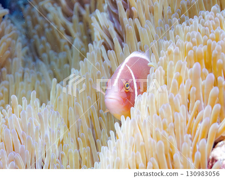 美麗的珊瑚礁，美麗的海葵和可愛的粉紅色小丑魚。美麗的珊瑚礁，還有一群熱帶魚。 130983056