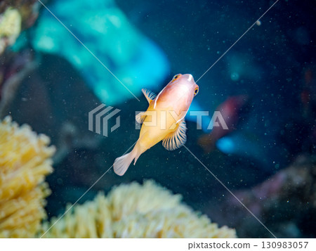 美麗的珊瑚礁，美麗的海葵和可愛的粉紅色小丑魚。美麗的珊瑚礁，還有一群熱帶魚。 130983057