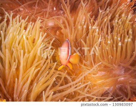 Beautiful coral reefs with beautiful sea anemones and cute clownfish. Beautiful coral reefs and schools of tropical fish. Okinawa Prefecture 130983097