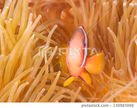 Beautiful coral reefs with beautiful sea anemones and cute clownfish. Beautiful coral reefs and schools of tropical fish. Okinawa Prefecture 130983098