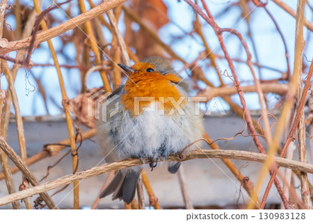 Cute bird the European Robin, Erithacus rubecula. sitting on the tree branch in winter. 130983128