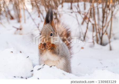 Portrait of a squirrel in winter on white snow background Portrait of a squirrel in winter on white snow background 130983129