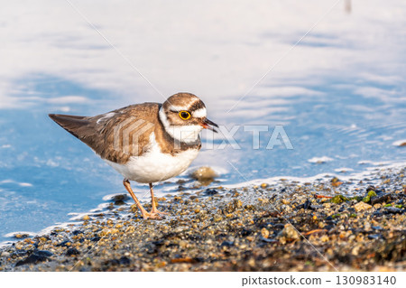 Little ringed plover (Charadrius dubius), bird standing on the lake shore Little ringed plover (Charadrius dubius), bird standing on the lake shore 130983140