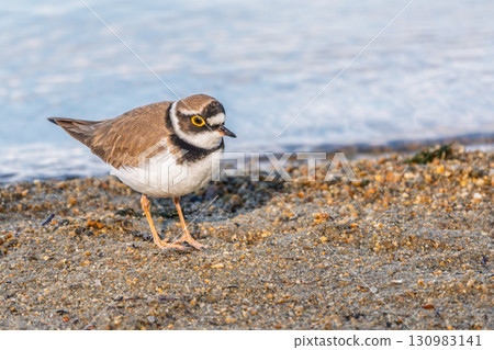 Little ringed plover (Charadrius dubius), bird standing on the lake shore Little ringed plover (Charadrius dubius), bird standing on the lake shore 130983141