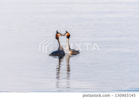 Mating games of two water birds Great Crested Grebes. Two waterfowl birds Great Crested Grebes swim in the lake with heart shaped silhouette 130983145