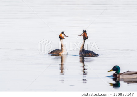Mating games of two water birds Great Crested Grebes. Two waterfowl birds Great Crested Grebes swim in the lake with heart shaped silhouette 130983147