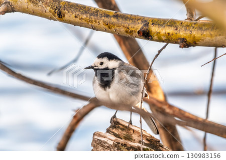 A beautiful bird called the white wagtail, also called the wagtail and snow wagtail, and also the snowy tit on a tree branch. 130983156