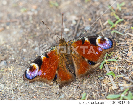 Peacock butterfly on the ground among the grass 130983206