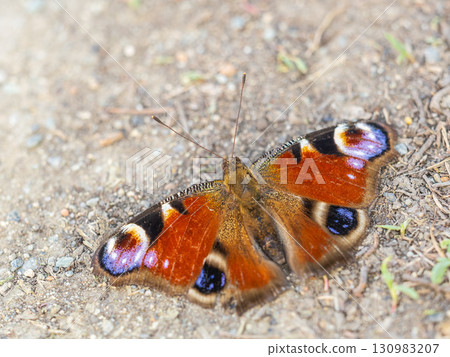 Peacock butterfly on the ground among the grass Peacock butterfly on the ground among the grass 130983207