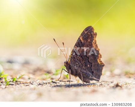 Peacock butterfly on the ground among the grass 130983208