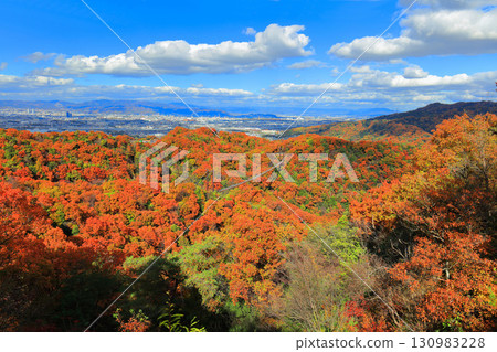 [Osaka Prefecture] Hoshida Park, Osaka Prefectural Forest: Star Swing and Autumn Leaves 130983228