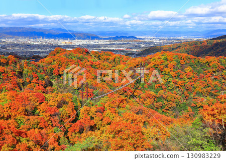 [Osaka Prefecture] Hoshida Park, Osaka Prefectural Forest: Star Swing and Autumn Leaves 130983229