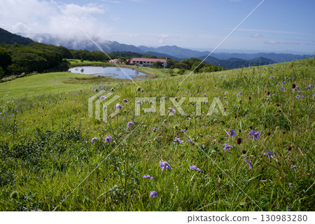 Scabiosa blooming in the grassland - Kobozu of Mt. Azuma Scabiosa blooming in the grassland - Kobozu of Mt. Azuma 130983280