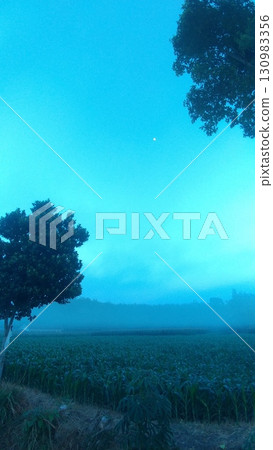 Eerie Blue Morning Mist Over Corn Fields. Eerie Blue Morning Mist Over Corn Fields. 130983356