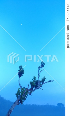 Solitary Tree Branch and Moon in a Foggy Blue Morning. Solitary Tree Branch and Moon in a Foggy Blue Morning. 130983358