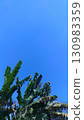 Lush Tropical Banana Leaves Against Brilliant Blue Sky.  130983359