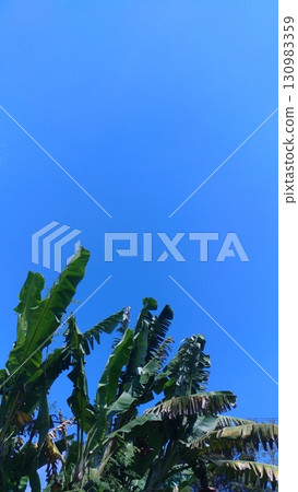 Lush Tropical Banana Leaves Against Brilliant Blue Sky. Lush Tropical Banana Leaves Against Brilliant Blue Sky. 130983359