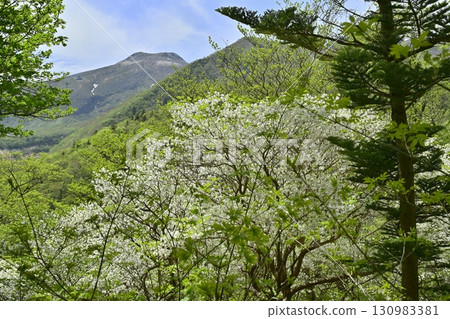 Flowering white rhododendron trees in the forest of the Nasu mountain range and Mount Chausu 130983381