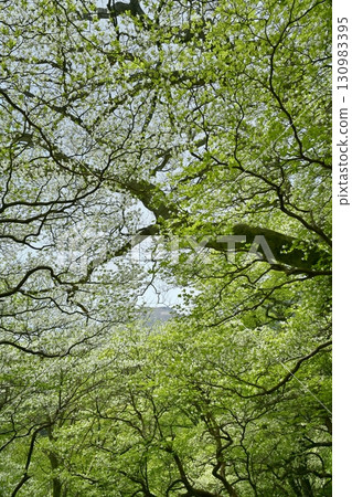 Flowering white rhododendron trees in the forest of the Nasu mountain range and Mount Chausu 130983395
