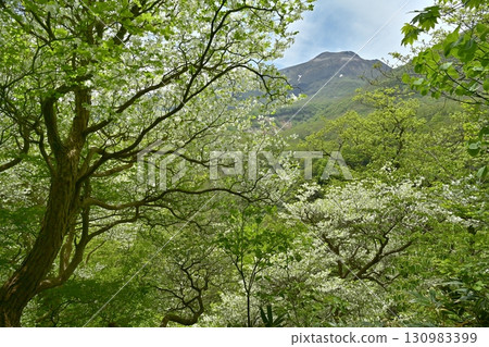 那須山脈和茶臼山的森林裡盛開著白色的杜鵑花 那須山脈和茶臼山的森林裡盛開著白色的杜鵑花 130983399