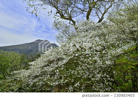 那須山脈和茶臼山的森林裡盛開著白色的杜鵑花 那須山脈和茶臼山的森林裡盛開著白色的杜鵑花 130983403