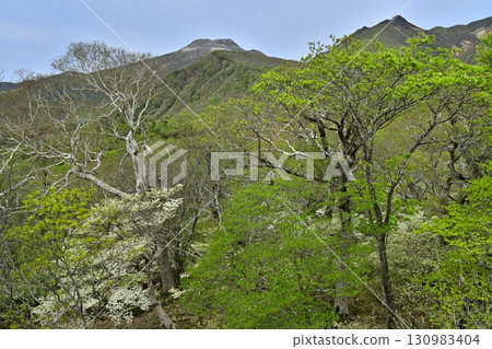 那須山脈、茶臼山和朝日山的森林裡盛開著白色的櫻花樹 那須山脈、茶臼山和朝日山的森林裡盛開著白色的櫻花樹 130983404