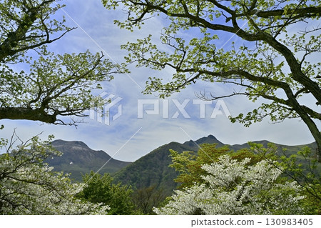 那須山脈、茶臼山和朝日山的森林裡盛開著白色的櫻花樹 130983405
