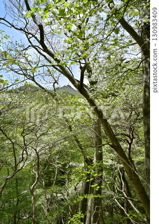 那須山脈和朝日山的森林裡盛開的白色櫻花樹 130983409
