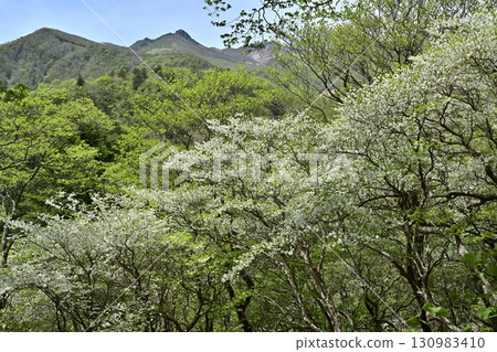Blooming white cherry trees in the forest of the Nasu mountain range and Mount Asahi 130983410