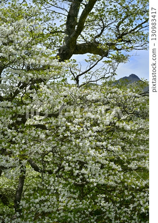 Blooming white cherry trees in the forest of the Nasu mountain range and Mount Asahi 130983417