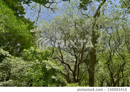 White cherry trees blooming in the forests of the Nasu mountain range 130983418