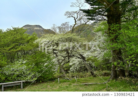 那須山脈和茶臼山的森林裡盛開著白色的杜鵑花 130983421
