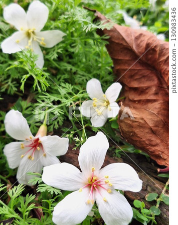 Tung flowers on the grass Tung flowers on the grass 130983436