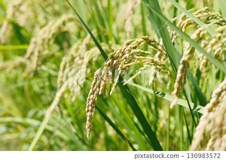 Fruited rice panicle 130983572