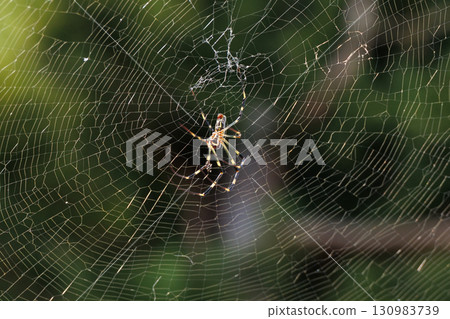 Joro蜘蛛 130983739