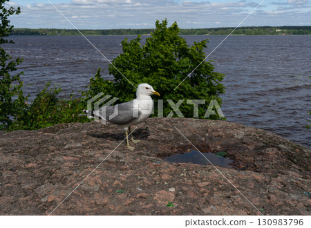 Close up of Seagull on Rock on shore, Monrepos. Vyborg 130983796