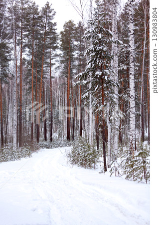 Winter in a deep forest Winter in a deep forest 130983804