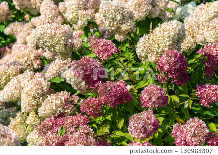 Pink and white hydrangea flowers in full bloom in the garden. 130983807