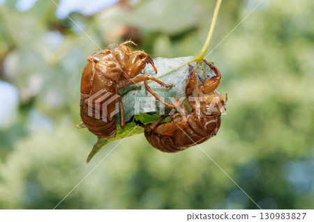 Cicada shell 130983827