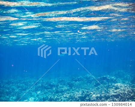 Giant whitetip reef sharks and giant trevally. Beautiful coral reefs and schools of tropical fish. Zamami Island and Kabi Island in the Kerama Islands, Shimajiri District, Okinawa Prefecture 130984014