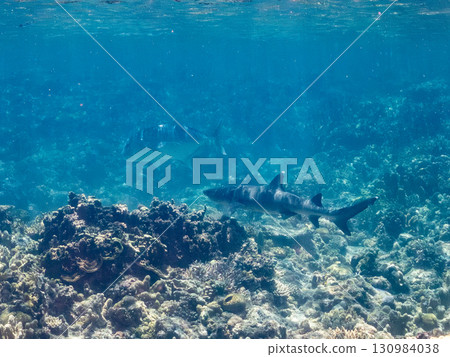 Giant whitetip reef sharks and giant trevally. Beautiful coral reefs and schools of tropical fish. Zamami Island and Kabi Island in the Kerama Islands, Shimajiri District, Okinawa Prefecture Giant whitetip reef sharks and giant trevally. Beautiful coral reefs and schools of tropical fish. Zamami Island and Kabi Island in the Kerama Islands, Shimajiri District, Okinawa Prefecture 130984038