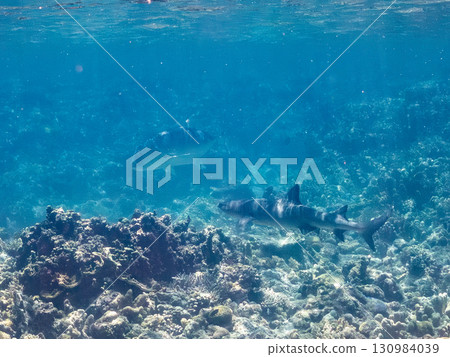 Giant whitetip reef sharks and giant trevally. Beautiful coral reefs and schools of tropical fish. Zamami Island and Kabi Island in the Kerama Islands, Shimajiri District, Okinawa Prefecture Giant whitetip reef sharks and giant trevally. Beautiful coral reefs and schools of tropical fish. Zamami Island and Kabi Island in the Kerama Islands, Shimajiri District, Okinawa Prefecture 130984039