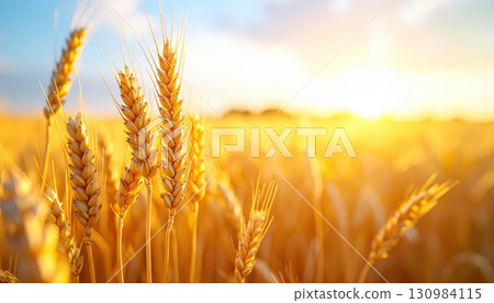 AI Image: Golden wheat field AI Image: Golden wheat field 130984115